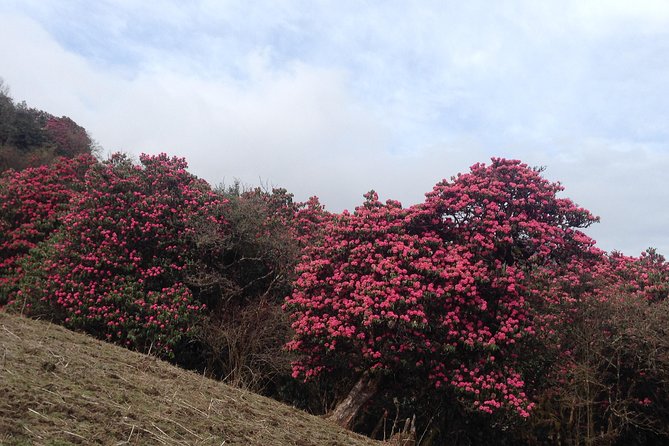 Ghorepani Poon Hill Trek - Ghandruk: Gurung village life, lunch, and a slower afternoon