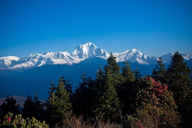 Ghorepani - Poon Hill yoga Trek - 10 Days - Day 5: the Poon Hill morning, then forests down to Tadapani