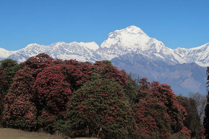 Ghorepani Poonhill Trek -8 Days - Lodges, meals, and the small comforts that reduce friction