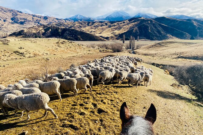 Gold Discovery Trail Horse Trek Cardrona - Most popular! - Weather, Timing, and Your Comfort Checklist