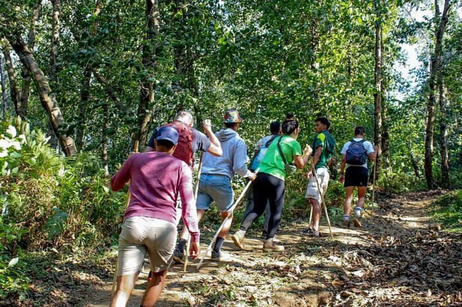 Golden Monkey Trekking with lunch - Key Highlights You’ll Care About
