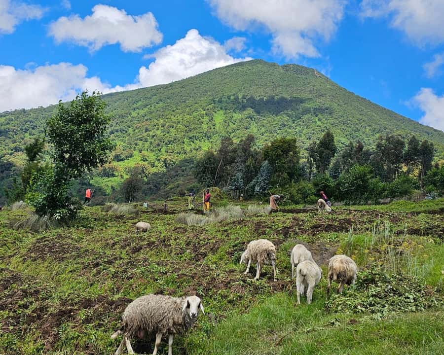Golden Monkey Trekking with lunch - Golden Monkey Trekking from Kigali: what this day really is