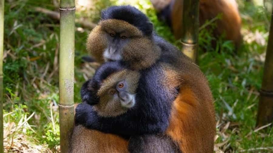 Golden Monkey Trekking with lunch - The 7:00 AM briefing and park entry rules that keep you moving