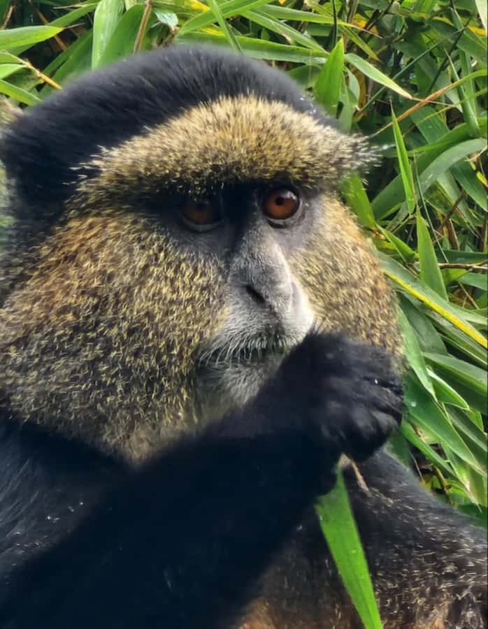 Golden Monkey Trekking with lunch - Tracking golden monkeys: what the hike feels like