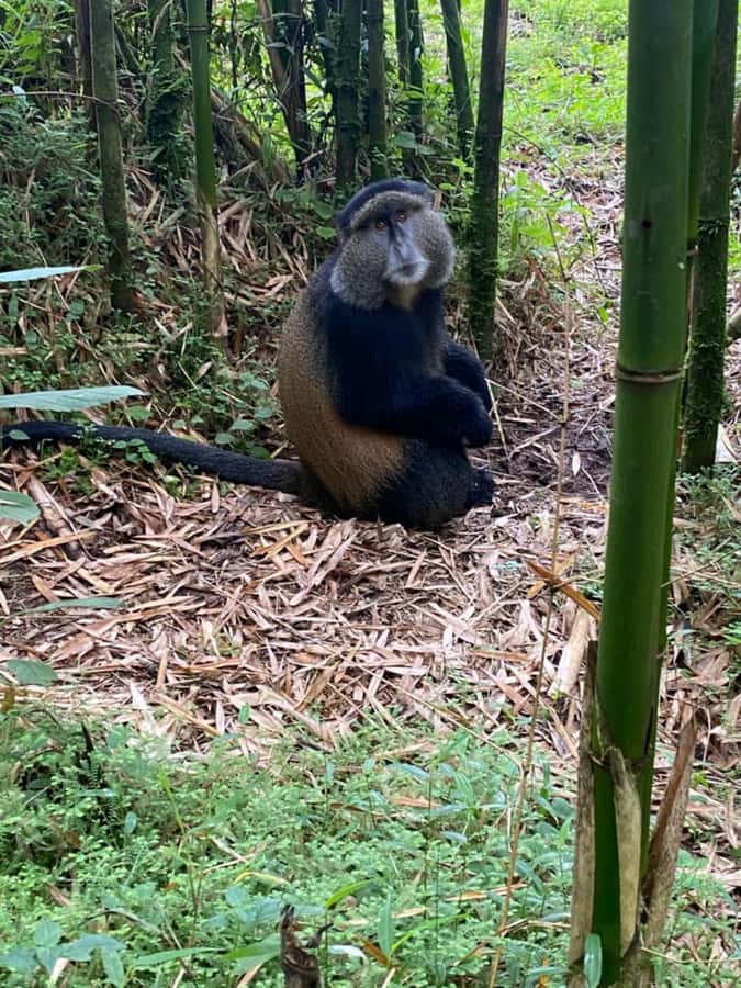 Golden Monkey Trekking with lunch - Why the guide and driver matter more than you think