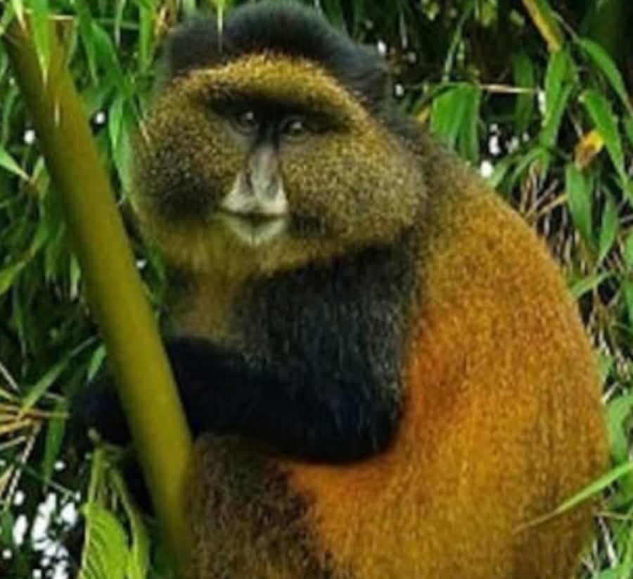 Golden Monkey Trekking with lunch - Price and value: what $320 really covers