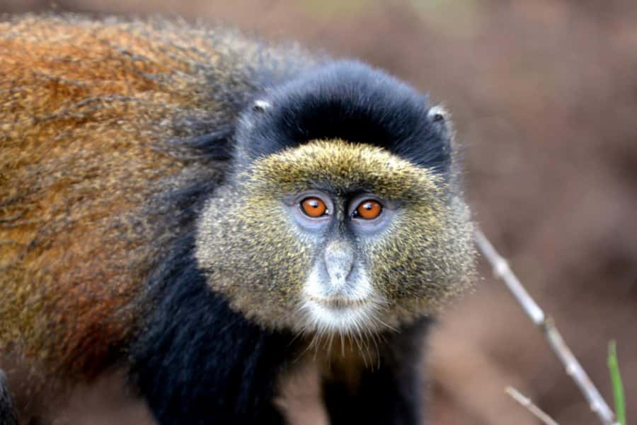 Golden Monkey Trekking with lunch - Who this golden monkey trek suits best