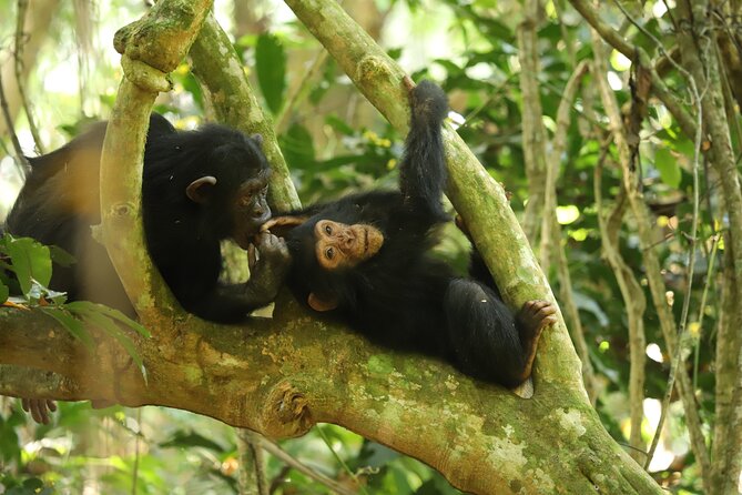 Gombe National Park Chimpanzee Trekking - Timing and Wildlife: Why Your Chosen Start Time Matters