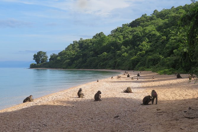 Gombe National Park Chimpanzee Trekking - What’s Included (and What You’ll Need to Plan For)