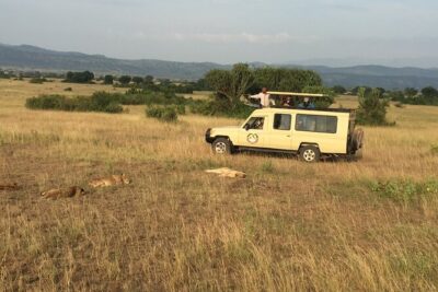 Gorilla & Chimpanzee Trekking in Uganda - 5 Days - Ishasha tree-climbing lions and the drive into Bwindi