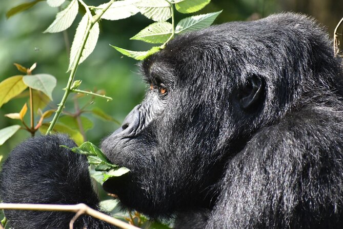 Gorilla & Chimpanzee Trekking in Uganda - 5 Days - What to pack for Uganda’s forest trekking days (and why it matters)