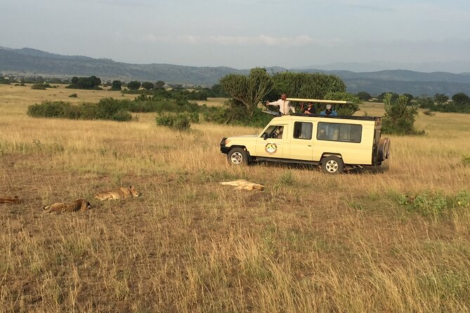 Gorilla & Chimpanzee Trekking in Uganda - 5 Days - Ishasha tree-climbing lions and the drive into Bwindi