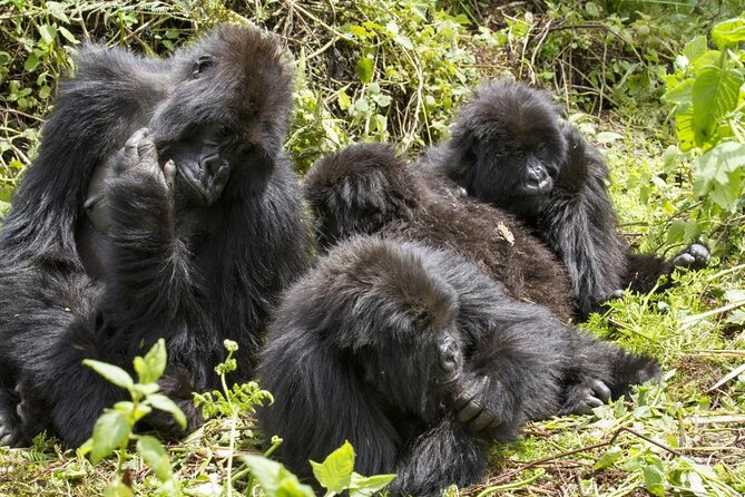 Gorilla trekking - Key Things That Make This Gorilla Trek Smart Value