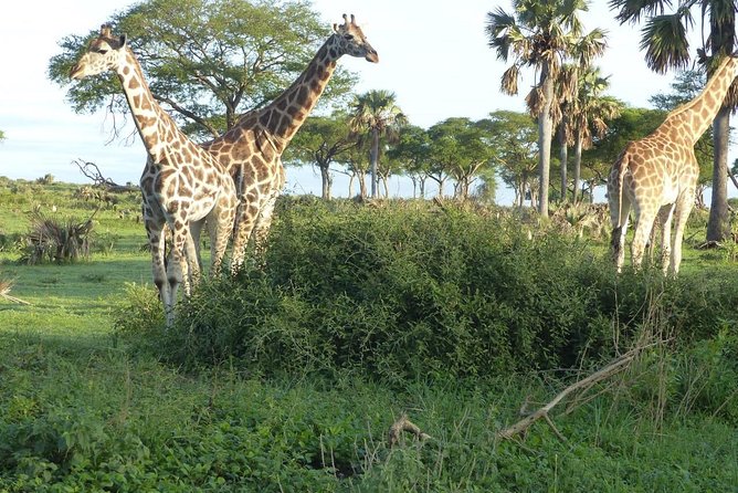 Gorilla trekking - Private Transportation and Mobile Ticket: Smooth Logistics Without Guesswork
