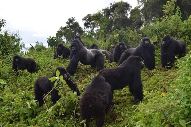 Gorilla trekking &wildlife adventure in Rwanda - Key Points Before You Go