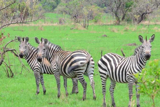 Gorilla trekking &wildlife adventure in Rwanda - Kigali Start Point and How the 8-Day Rhythm Works