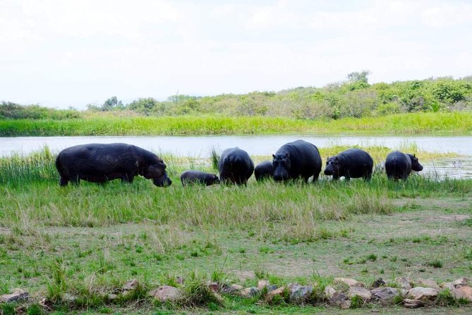 Gorilla trekking &wildlife adventure in Rwanda - Akagera National Park Game Drives and Birding Potential