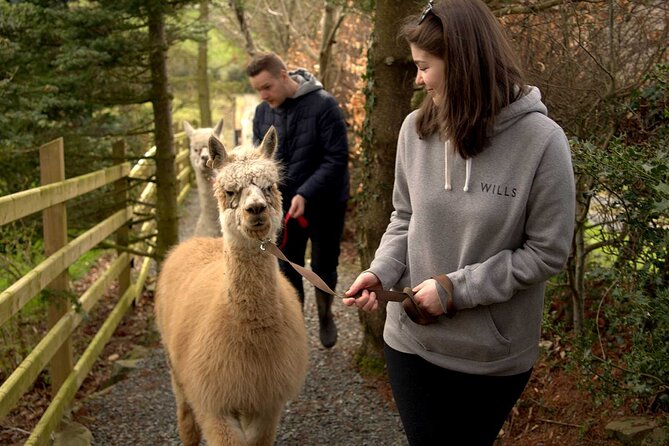 Guided Scenic Alpaca Trekking Experience Northern Ireland - Where You Start: Ballyburren Outdoor Escapes and the Ranger Welcome