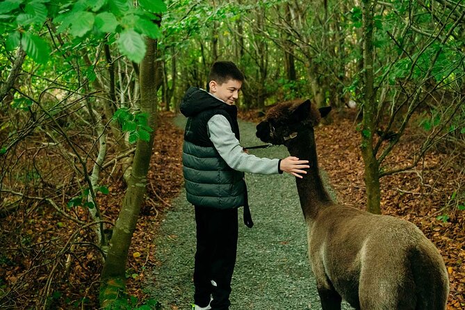 Guided Scenic Alpaca Trekking Experience Northern Ireland - Meeting Your Alpaca and Getting Through the Safety Briefing Smoothly