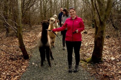 Guided Scenic Alpaca Trekking Experience Northern Ireland - The Walk Itself: Farmland, Woodland, Ponds, and Nine Bridges