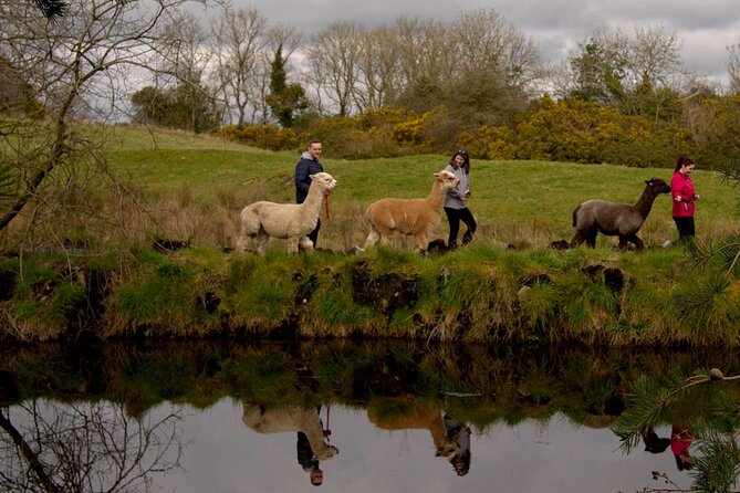 Guided Scenic Alpaca Trekking Experience Northern Ireland - The End Stop: Tied-Up Alpacas, a Bridge to the Coffee Trailer Island