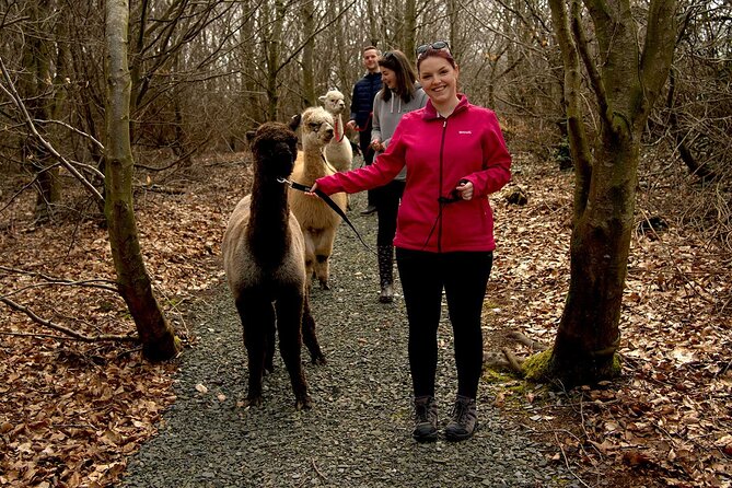 Guided Scenic Alpaca Trekking Experience Northern Ireland - The Walk Itself: Farmland, Woodland, Ponds, and Nine Bridges