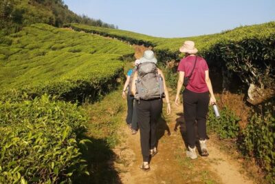 Half Day Hiking in Munnar Trekking Tour - Tea Plantation Talk: The Part That Turns Photos Into Understanding