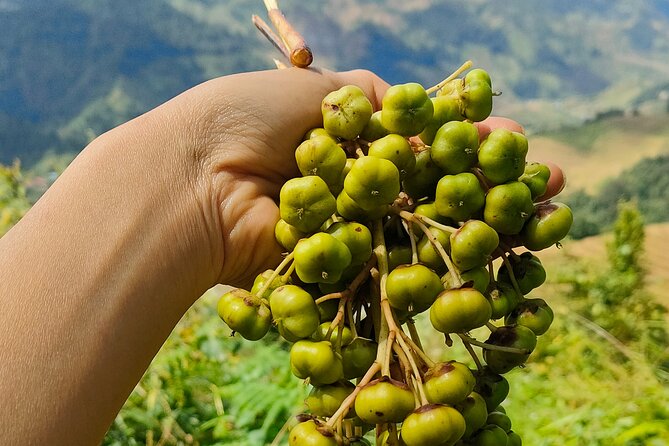 Half Day Private Trekking Mu Cang Chai_Morning or Afternoon - Route choice: Mâm Xôi (Raspberry Hill) vs. La Pán Tẩn viewpoints