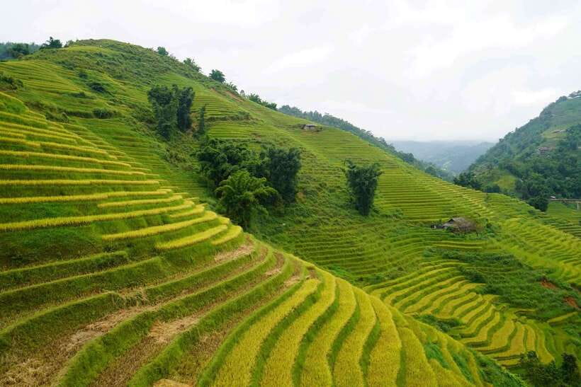 Half Day Sapa Trekking to Visit Lao Chai - Ta Van - Trekking to Lao Chai: rice terraces, Muong Hoa Stream, and the Black Hmong village