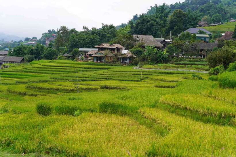 Half Day Sapa Trekking to Visit Lao Chai - Ta Van - Timing that actually works: bus back to Sapa by early afternoon