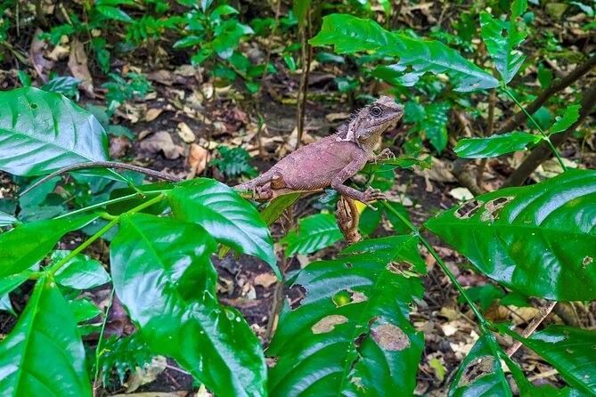 Half Day Trekking Cat Ba National Park - A half-day that actually feels like Cat Ba