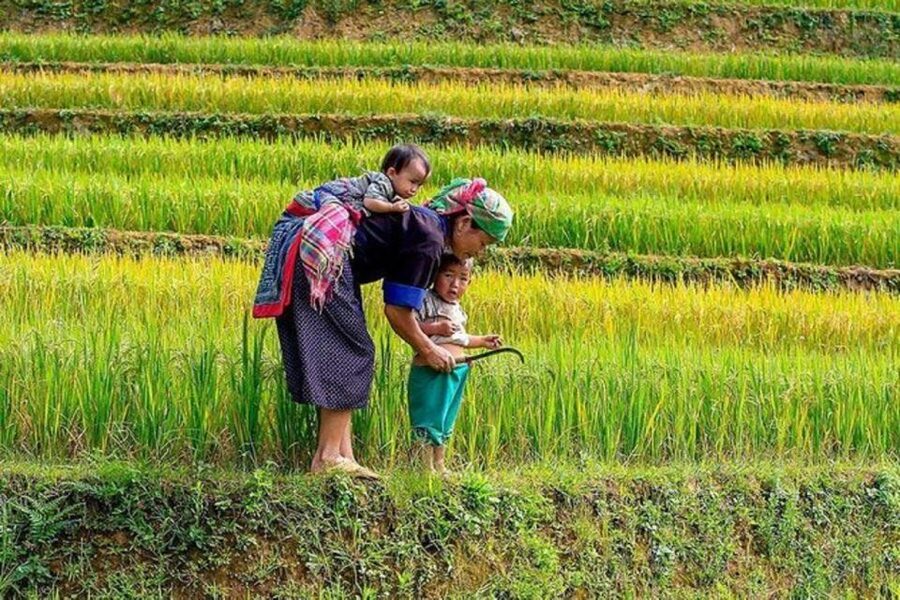 Hanoi: 2-Day Sa Pa Guided Village & Homestay Trekking Tour - Homestay With a Dzay Family: Sunset, Simple Comfort, and Family Food