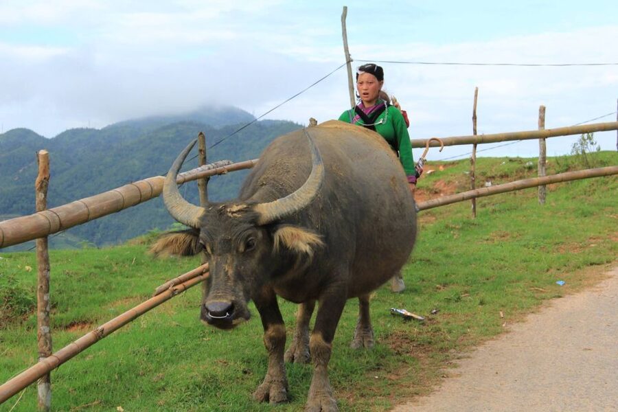 Hanoi: 3-Day Sapa Trek with Homestay - Key things that make this Sapa trek worth your time