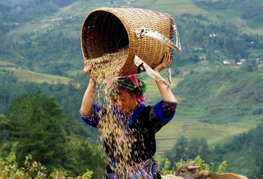 Hanoi: 3-Day Sapa Trek with Homestay - Day 3: Sunrise views, bamboo forest trek, silk waterfall, and back to Hanoi
