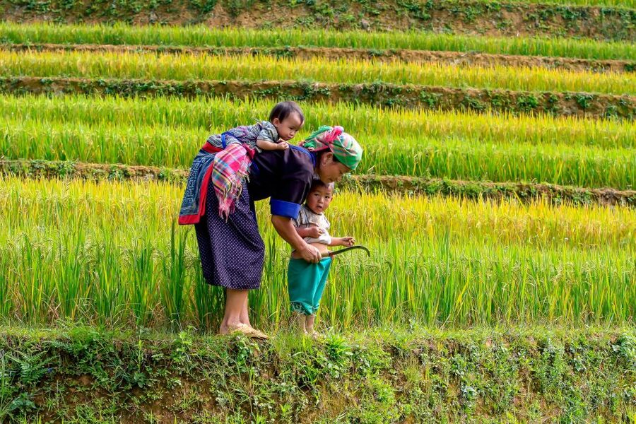 Hanoi: 3-Day Sapa Trek with Homestay - Day 1: Hanoi to Sapa, then Cat Cat Village by foot