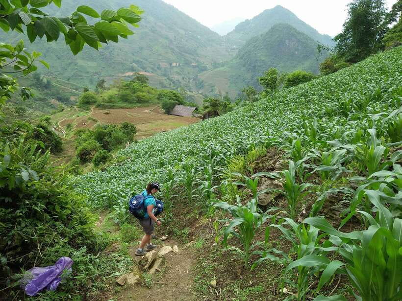Hanoi- SaPa: 3-Day Homestay Trek to Explore Ethnic cultures - Day 2: Bamboo forest to Red Dzao villages, then Rattan Bridge and Ban Ho