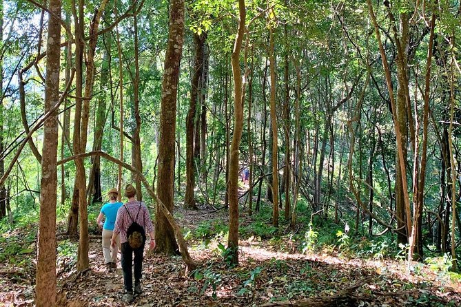 High Mountain Day Trek - How the guide turns the forest into something you can actually see