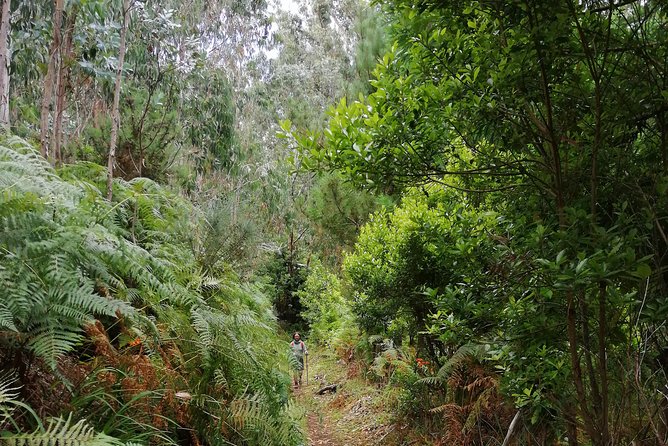 Hiking and Trekking tours in Madeira - What you’ll see: volcanic scenery, forests, and real photo stops
