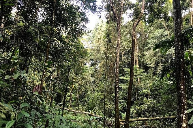 Hunter Trails, 3 days difficult trekking with Camping & Homestay - Food in the jungle: foraged finds, open fires, and real satisfaction
