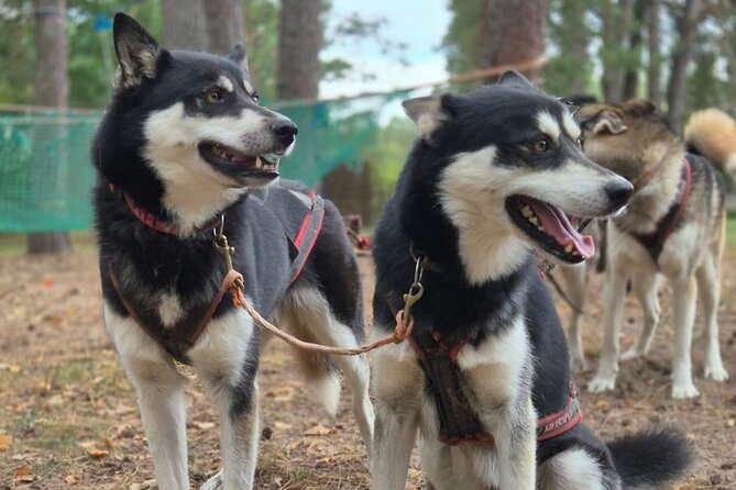 Husky Trekking in Natural Park near Vilnius - Key Highlights You’ll Actually Care About