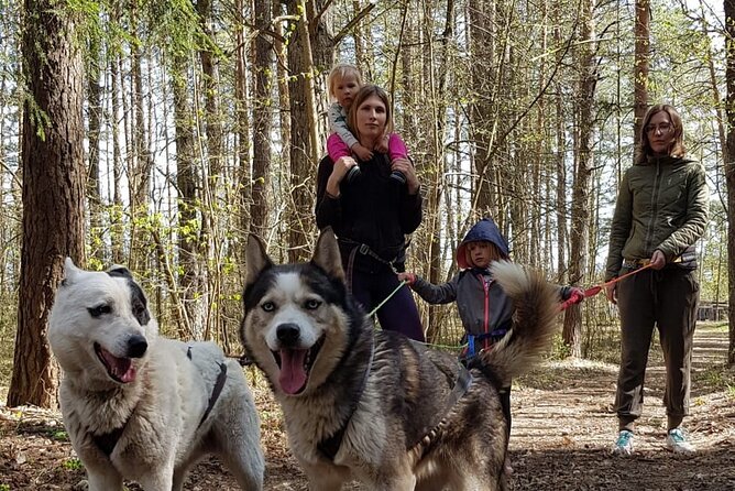 Husky Trekking in Natural Park near Vilnius - Your Gear: Special Dog Belts and How the Walk Actually Works