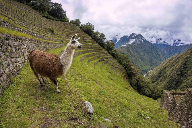 Inca Trail Trek to Machu Picchu - 2 Days (Small Group or Private) - A 2-day Inca Trail plan for people who want Machu Picchu sooner