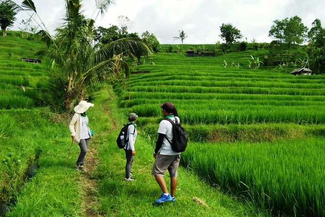 Jatiluwih full day e-bike cycling with lunch & trekking program - Who should book this e-bike plus trekking day, and who should reconsider