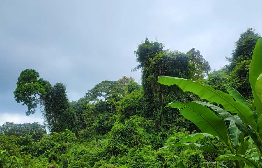 Jungle Trekking at Mt. Batukaru, scenic Waterfall & village - Coffee break at a hidden jungle temple (and why it’s a big deal)