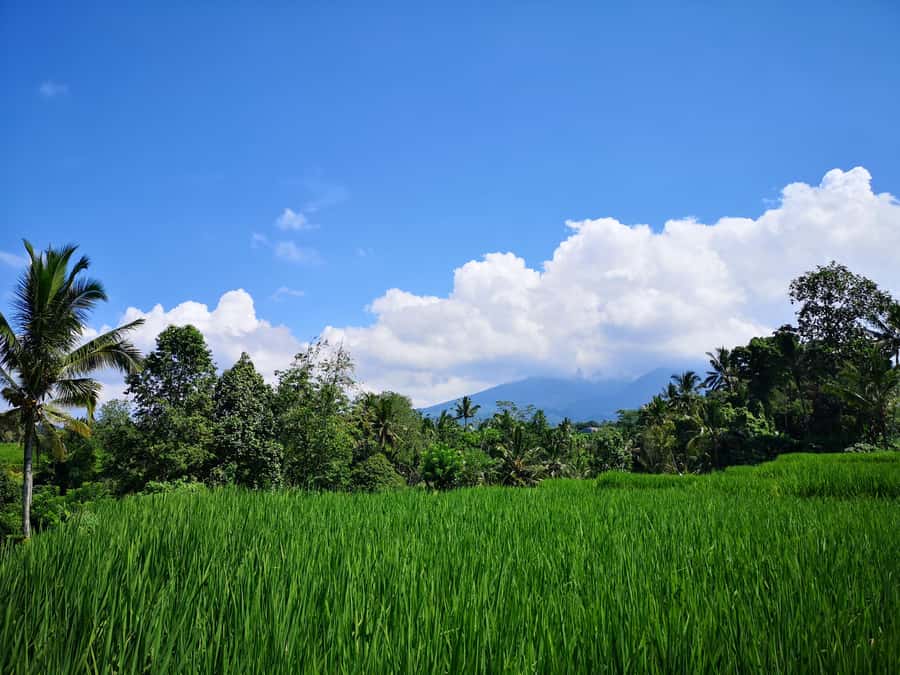 Jungle Trekking at Mt. Batukaru, scenic Waterfall & village - Lunch at Warung Balikaru: satisfying, not just included
