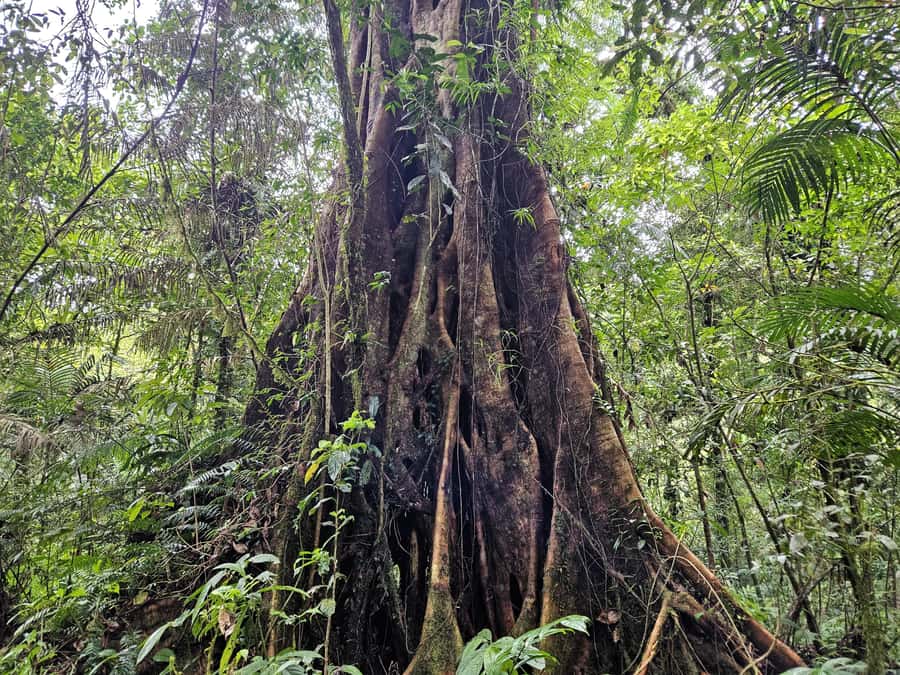 Jungle Trekking at Mt. Batukaru, scenic Waterfall & village - Stingless Trigona bees, farming, and a short rice-growing lesson