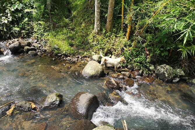 Jungle Trekking at Mt. Batukaru, scenic Waterfall & village life - Rice Terraces and Subak Views: The Scenic Reset After the Forest