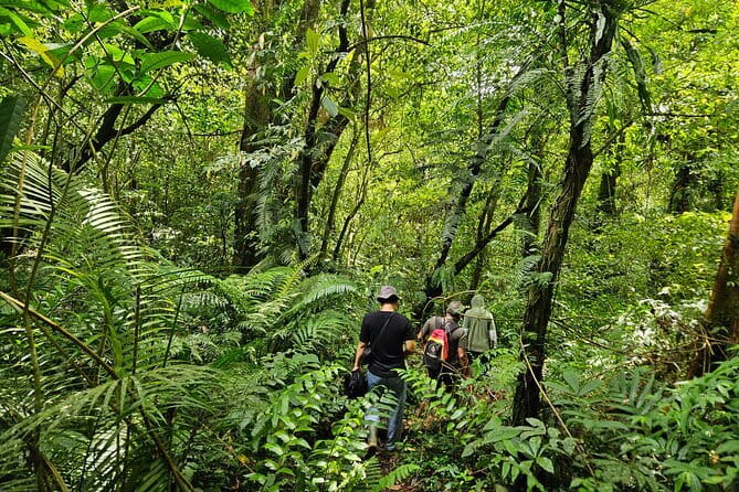 Jungle Trekking at Mt. Batukaru, scenic Waterfall & village life - Starting From Sanur With Rice-Terrace Views (Without Big City Hassles)