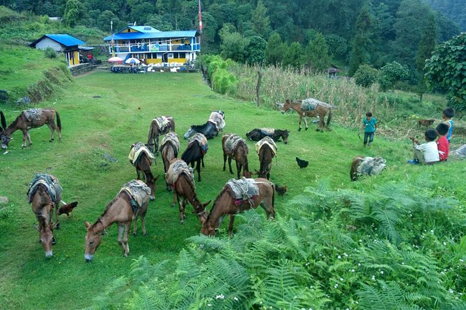 Kanchenjunga South Base Camp Trek - 13 Days - Kanchenjunga South Base Camp: Why This Trek Feels Different