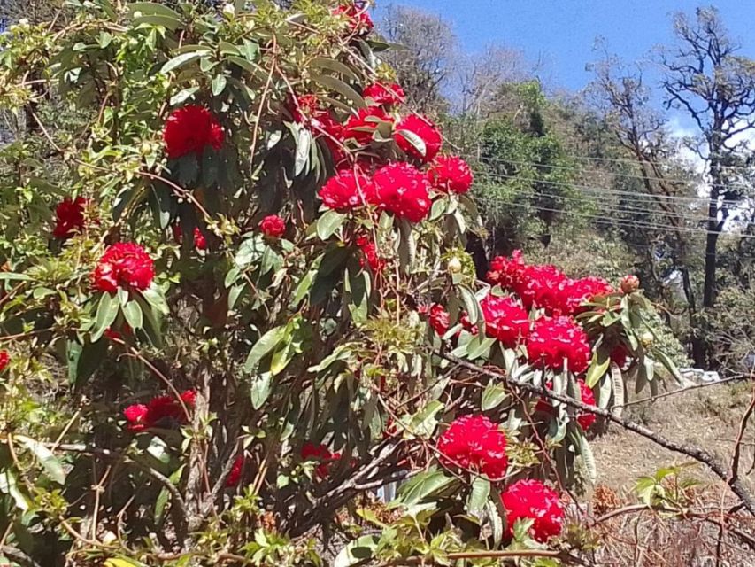 Kathmandu: 10-Day Adventurous Annapurna Circuit Trek - Chame to Upper Pisang: forests, bridges, and first serious views